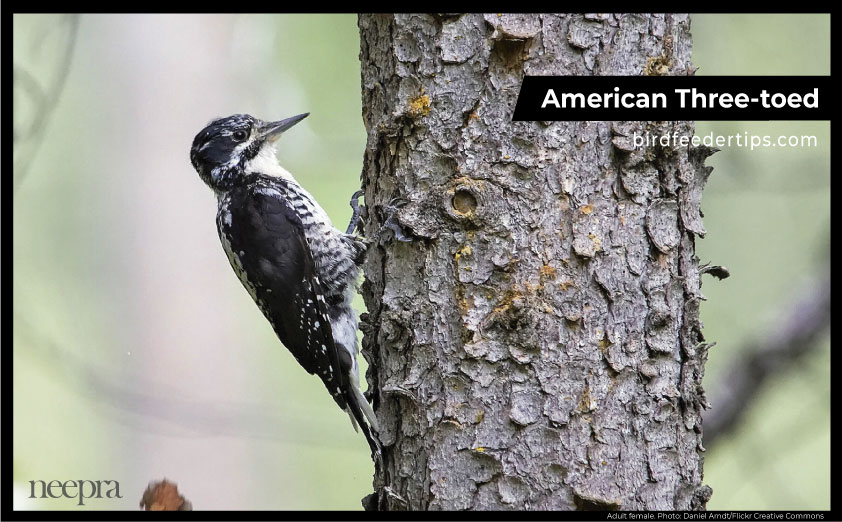 American-Three-Toed-Woodpeckers-in-Michigan