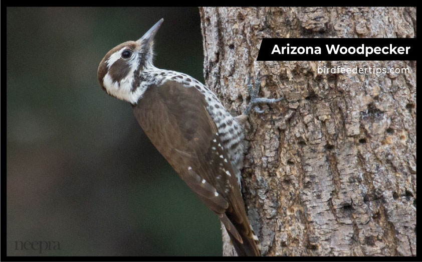 Arizona Woodpecker