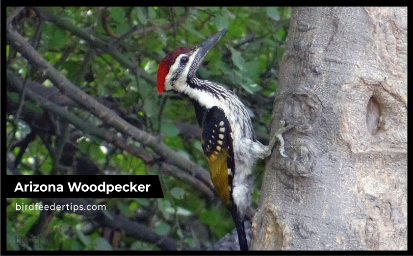 Black-backed Woodpecker