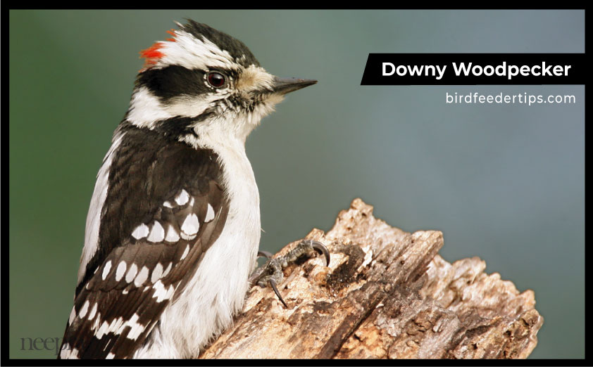 Downy Woodpecker in michigan