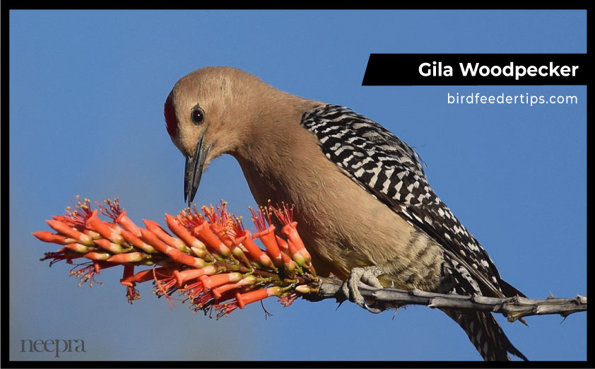 Gila-Woodpecker-in-Michigan