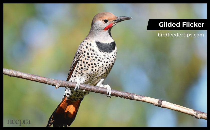 Gilded-Flicker-woodpecker-in-michigan