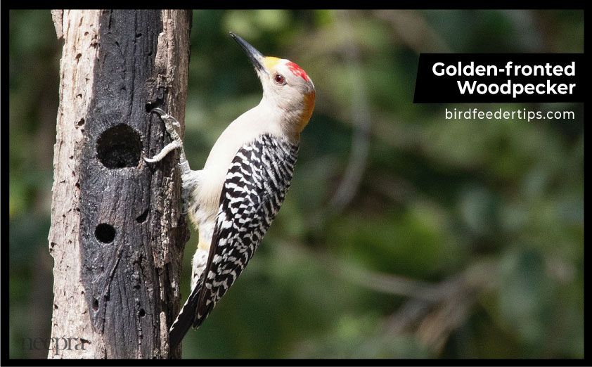 Golden-fronted-Woodpecker-in-michigan