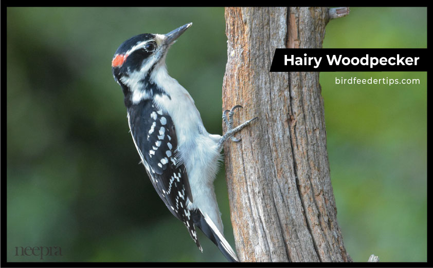 Hairy-Woodpeckers-in-michigan