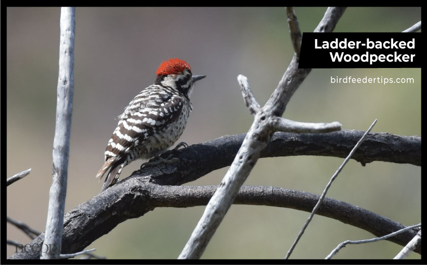 Ladder-backed-Woodpecker