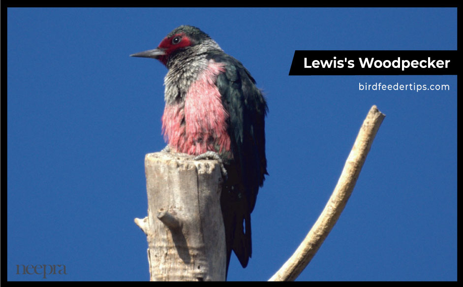 Lewis's-Woodpecker